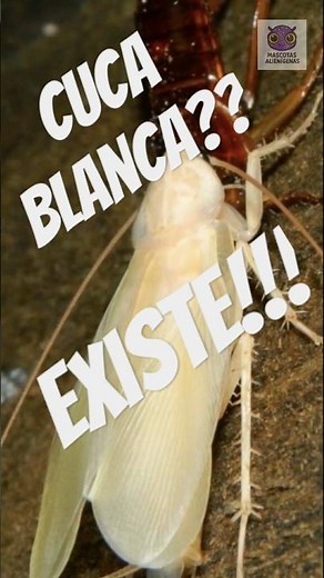 La misteriosa cucaracha blanca: ¿mutante o transformación?