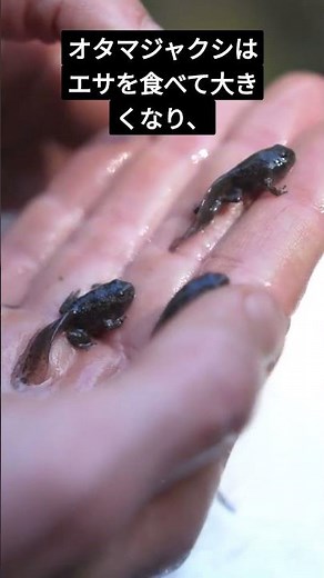 カエルの発生（有性生殖）を1分で解説 #中学理科 #高校受験 #入試対策