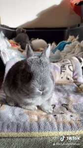 65K views · 8.5K reactions | Super cute baby bunny update! Magnolia...