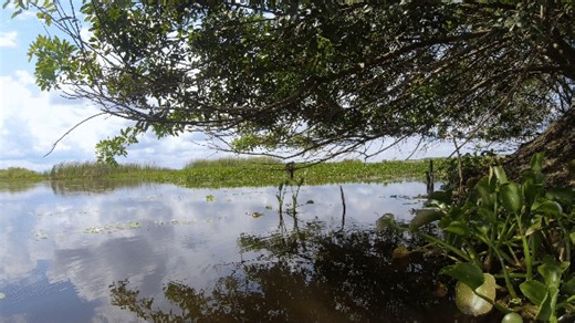 🌿 Read SFWMD staff updates on weather, water, and other ecological conditions from across South Florida in the latest Weekly Environmental Conditions Report. Visit SFWMD.link/4qhsQwg to read the latest update. | South Florida Water Management District
