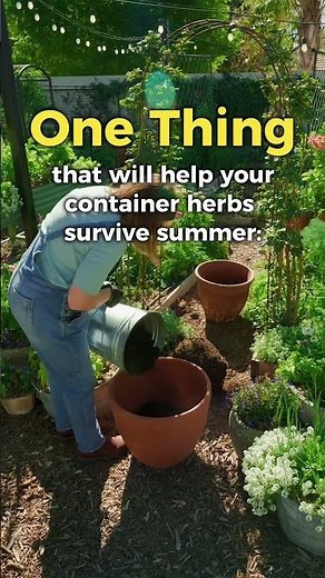 Help Your Potted Herbs Survive Summer #containergardening #herbgarden #desertgardening