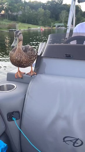 I might make this duck my own... @tooturnttony