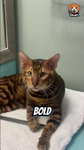 🐯 Meet the Toyger Cat: A Mini Tiger in Your Home!