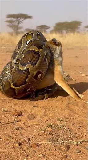 Will the python manage to swallow the jackal? Epic wildlife showdown #wildlife #nature #animals