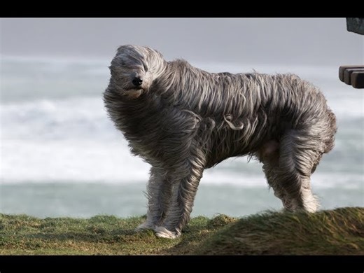 Colossal Question: Can Animals Predict The Weather