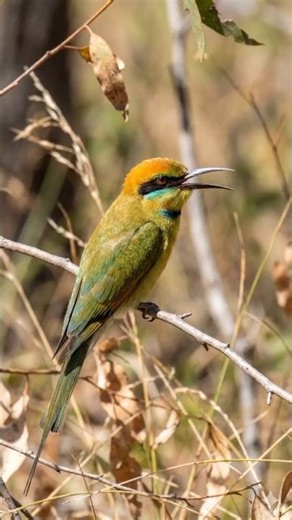 “Rainbow Bee-eater – Kirik-kirik Australia dengan Suara yang Sangat Jernih!”