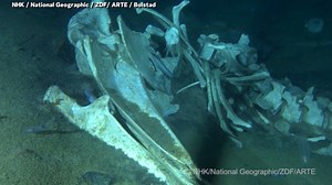 A research team studying whale carcasses in the Western Antarctic Peninsula has shared rare footage of whale bones at the bottom of the Antarctic ocean floor. "There are hundreds of thousands of these sites on the seafloor at any given time, but it's very difficult to intentionally find one unless you are revisiting a known site, and even that is not always successful!" said lead ecology professor, Kathrin Bolstad. #whalebones #whalecarcass #WhaleFall #fallsite #research #whalevideo #discovery #