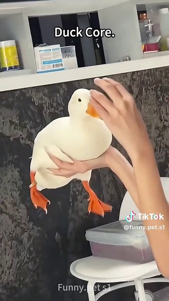 Cute and interesting ducks🦆🦆🦆🥰🥰🥰#duck #ducks #ducksoftiktok #cute #funny #interesting