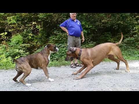 Rhodesian ridgeback VS Boxer