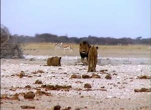 51K views · 1.2K reactions | Pride of Lions Pounce On Springbok At Water Hole | Vinhbui012 | Facebook
