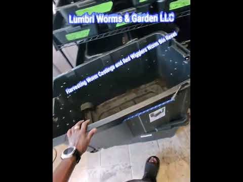 Harvesting Worm Castings and Worm Bin Reset
