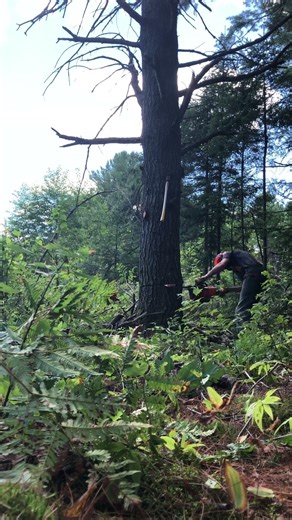 Most Satisfying Tree Cut You’ll See Today 🌳✂️ #chainsawman