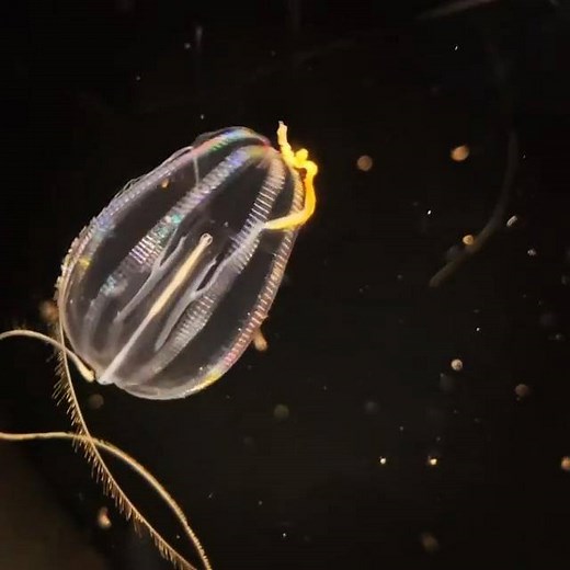 6.1K views · 273 reactions | Meet the mesmerizing sea gooseberry! The sea gooseberry is a member of the comb jelly family. Unlike many comb jellies which have large lobes to capture prey, this animal uses two feeding tentacles covered in sticky cells called colloblasts. Prey gets stuck to these colloblasts, and with a quick pull, the gooseberry brings the prey to its mouth.  Video by Aquarist Angelina #AOPjellies | Aquarium of the Pacific | Facebook