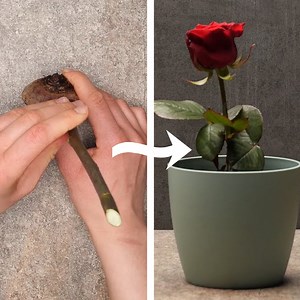 How To Grow A Perfect Rose & More Useful Garden Tips! | Hungry Panda