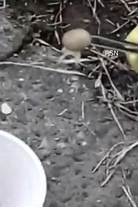 146K views · 1.1K reactions | rescue dog mangoworms removal #rescuedog | Safiyeh Sylla | Facebook