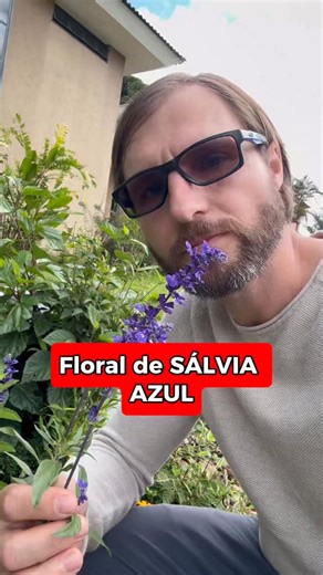 🌿 Sálvia-azul (Salvia farinacea) A sálvia-azul (Salvia farinacea), da família Lamiaceae, é uma planta ornamental muito cultivada em jardins. Diferentemente de outras espécies do gênero Salvia com uso fitoterápico clássico, como Salvia officinalis, a S. farinacea não possui tradição robusta na fitoterapia clínica, e suas evidências científicas concentram-se principalmente em estudos fitoquímicos e etnobotânicos preliminares. Do ponto de vista fitoquímico, espécies do gênero Salvia costumam apres