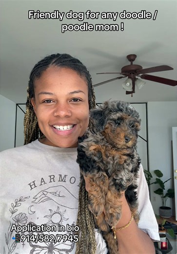 Essential Grooming Tips for Doodle and Poodle Owners