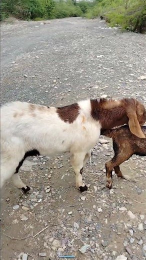 Goat breeding #animals #whitegoat