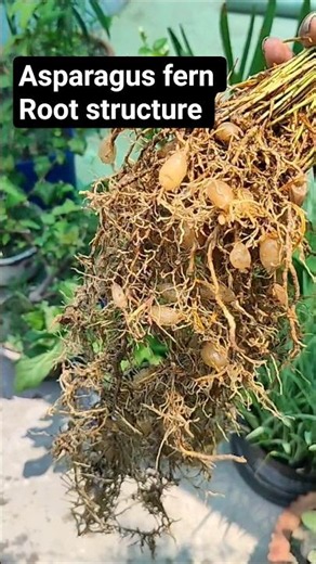 root structure of asparagus fern