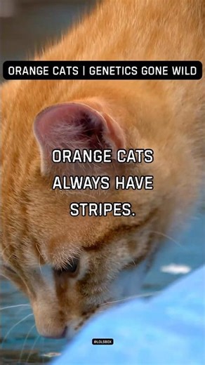 Orange cats always have stripes. The orange gene forces tabby patterns.
