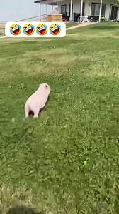 300K views · 6.2K reactions | Funny pigs videos | Pets & Cats | Facebook