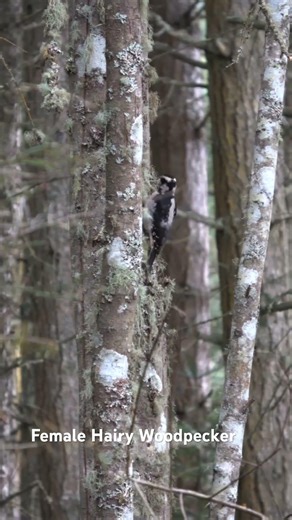 Female Hairy Woodpecker #birds #nature