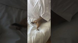 Poppy the Prairie Dog: A Great Listener