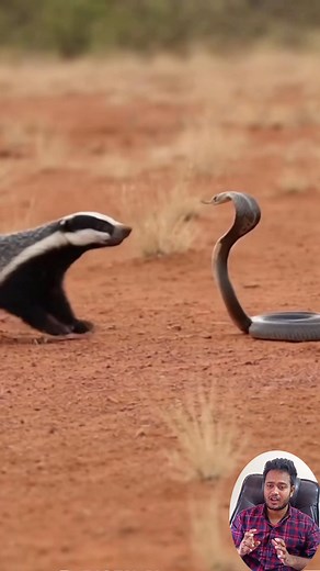 10K views · 115 reactions | Honey Badger vs Cobra Realistic Wildlife Moment 說 #Wildlife #HoneyBadger #Cobra #AnimalEncounter #NatureVideo | AI MAGIC VIDEO | Facebook