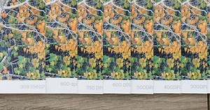 Does 900 DPI Make Better Prints?