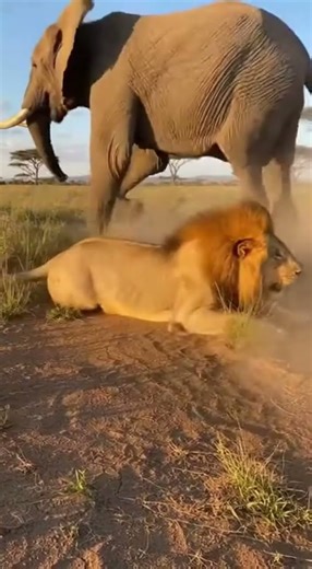 Charging Elephant Stomps Lion in a Shocking Wild Encounter!