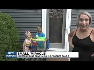 Miracle hamster survives Swan Valley condominium fire