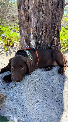 Chocolate Lab Puppies Playing at the Beach