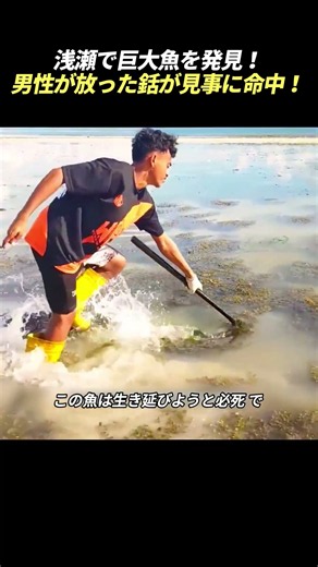 水草が川を占拠！ 放置が招く深刻な生態系被害！