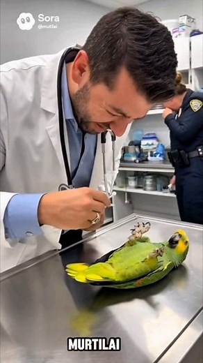 Paranoid Parrot vs. The Vet 🦜🚑 ​ ​This hilarious AI-generated clip features a dramatic parrot who is absolutely convinced his vet visit is actually a scheme to steal his kidneys! Created with OpenAI's Sora, the video combines uncanny visuals with comedy gold as the bird screams about an "organ heist." 🤣 ​ ​ #OpenAI #FunnyAnimals #Parrot #AIVideo #Comedy #TechHumor #Viral #ArtificialIntelligence #memesdaily #murtilai | Murtilai