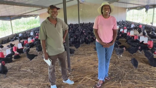 68K views · 1.2K reactions | Nhemachickens Profiling one of the...