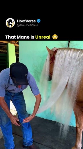That Mane Is Unreal 😳 #horse #equestrian #shorts