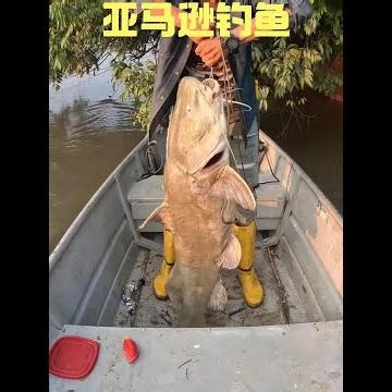 Fishermen in the Amazon used their net catches to set up traps for giant fish, and ended up hooki...