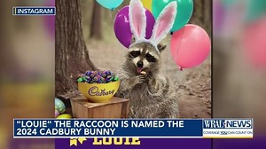 'Louie' the raccoon wins Cadbury Bunny Contest
