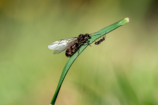 Se débarrasser naturellement des fourmis ailées : astuces et solutions écologiques