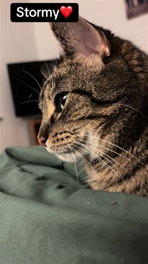 My baby girl, Stormy, relaxing with me after a long day. #catsoftiktok #mycats #fyp #foryoupage #fypシ