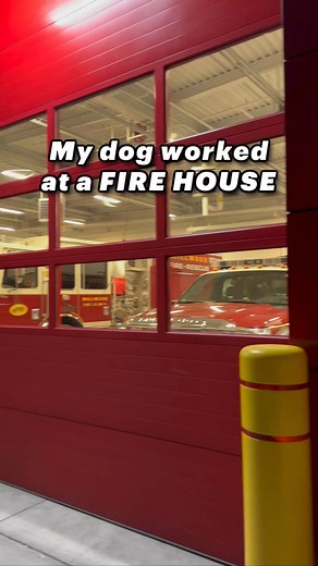 My dog worked at a Fire House! 🔥 As many of you know, Magnus has been training in scent detection for many years now and it has quickly become one of his all time favorite activities. Scent detection or nosework, is a trained skill and an activity where your dog is taught to search for a very particular odor. In civilian work, the odors they are linking for are with birch, anise, clove and even particular people; like their handler for instance. In police, military or security scent detection, 