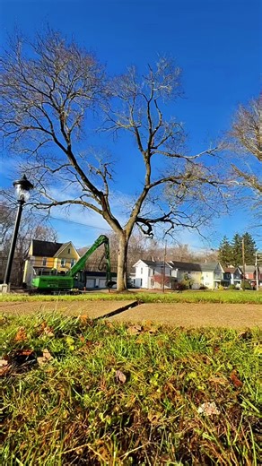 #kravitztreeservice #ViralBeauty #justwow #foryourpage #sennebogentreehandlers