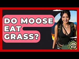 Do Moose Eat Grass? - The Wild Life Explorer