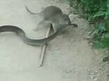 Hungry rat kills and eats SNAKE in shocking video shot in China