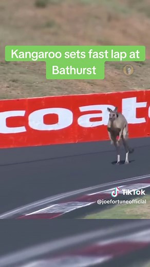 Skippy broke a few rules on that one 😂 #JoeFortune #Australia #Aussie #Kangaroo #Animals #Wildlife #Bathurst #Bathurst1000 #Supercars #Funny #mountpanorama