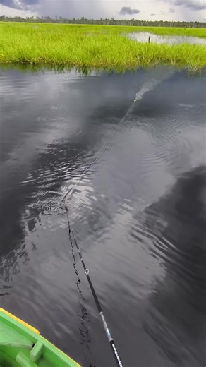 Petualangan Mancing Toman yang Seru