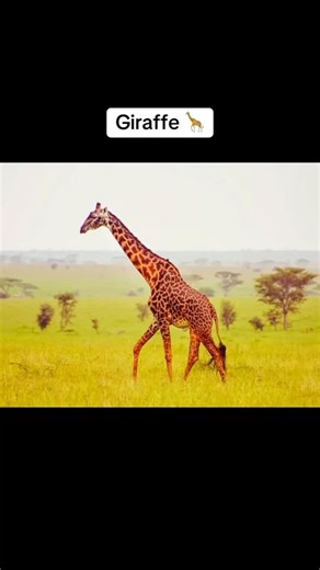 What animals look like without necks Pt. 2