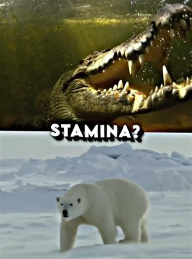 Saltwater Crocodile vs Polar Bear