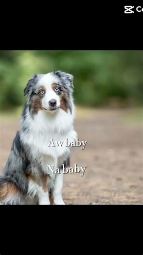 I love ￼ australian shepherd