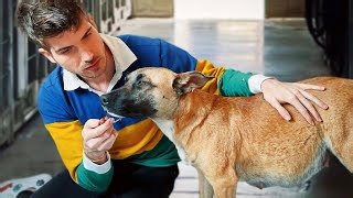 A Pregnant Dog Rescued From a Kill Shelter Goes Into Labor